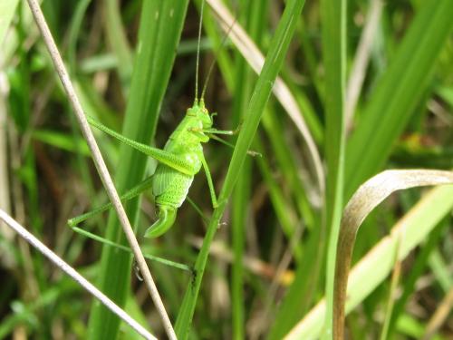 Phaneroptera sp.